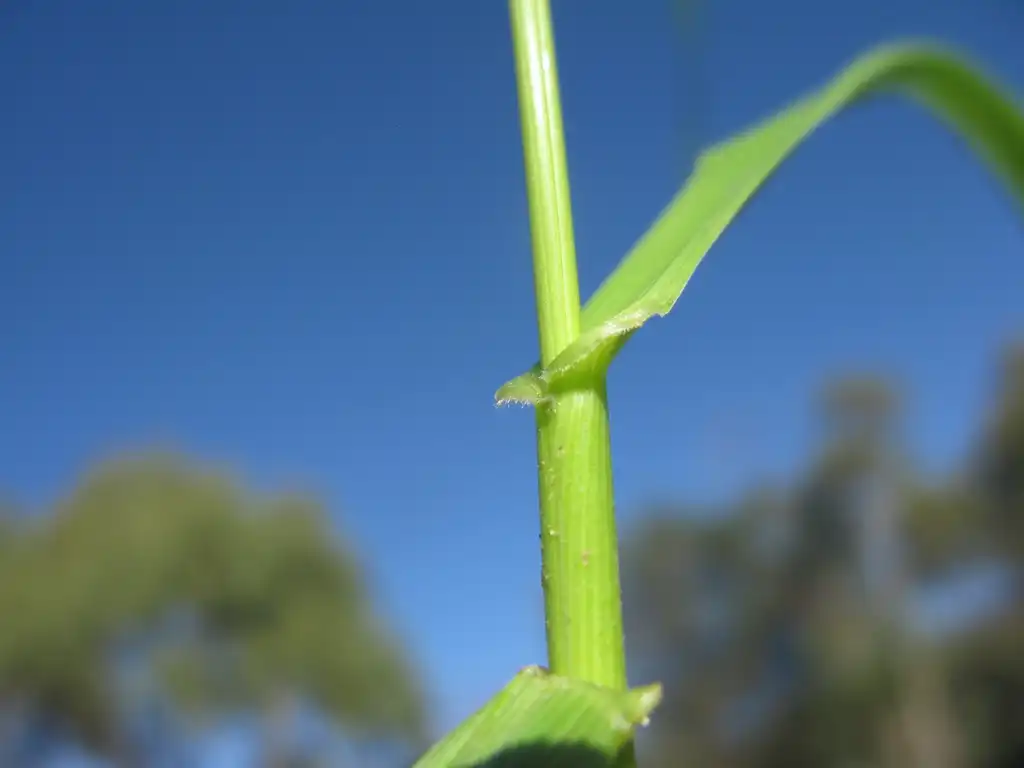 Foto de Lolium arundinaceum - Tall Fescue:Harry Rose