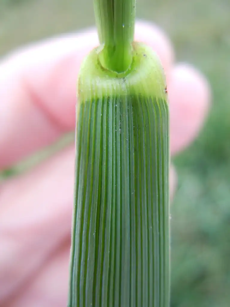 Foto de Lolium arundinaceum - Tall Fescue:Matt Levin