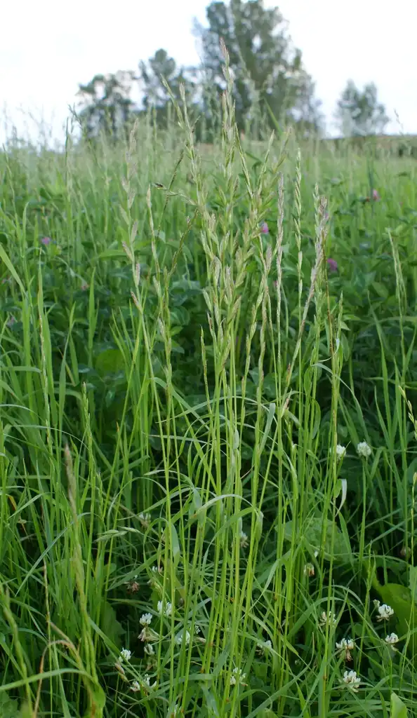 Photo of Lolium multiflorum (Lolium multiflorums)