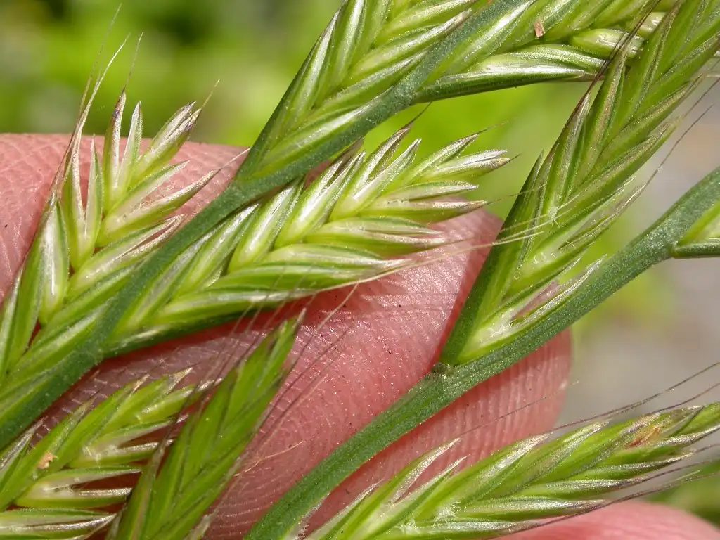 Photo of Lolium multiflorum (Lolium multiflorums)