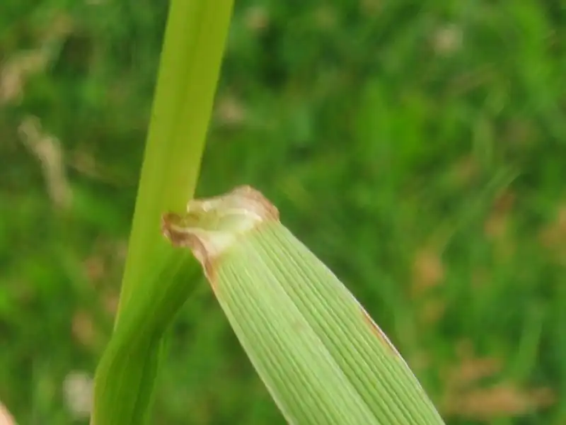 Photo of Lolium multiflorum - Stem:Kristine Peters