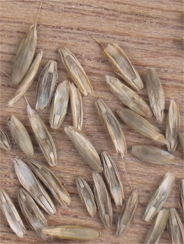 Photo of Lolium multiflorum - Fruit:Rasbak