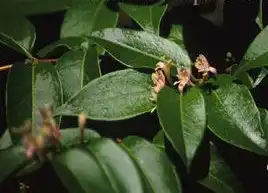 Фото Lonicera acuminata (Lonicera acuminatas)