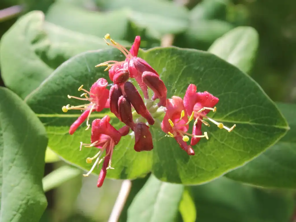 Photo of Lonicera dioica (Lonicera dioicas)