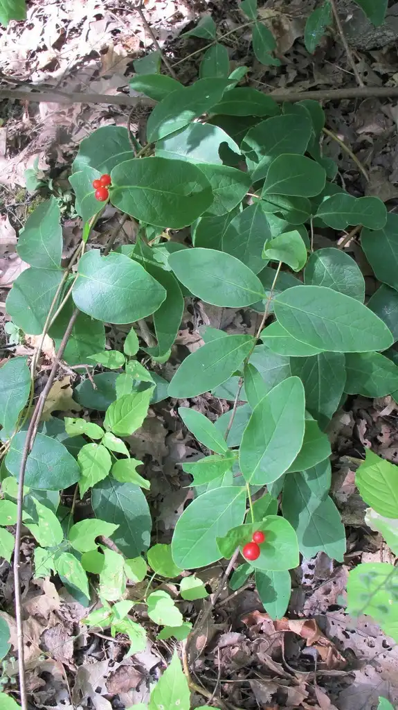 Photo of Lonicera dioica (Lonicera dioicas)