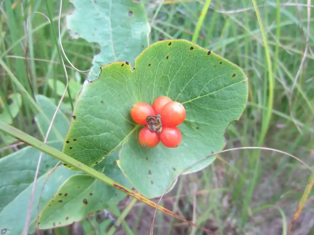 Photo of Lonicera dioica - Fruit:Alex Graeff
