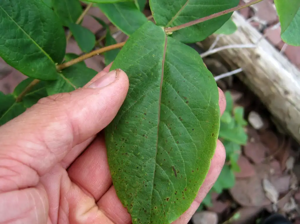Photo of Lonicera dioica - Leaf:Rob Routledge, Sault College, Bugwood.org