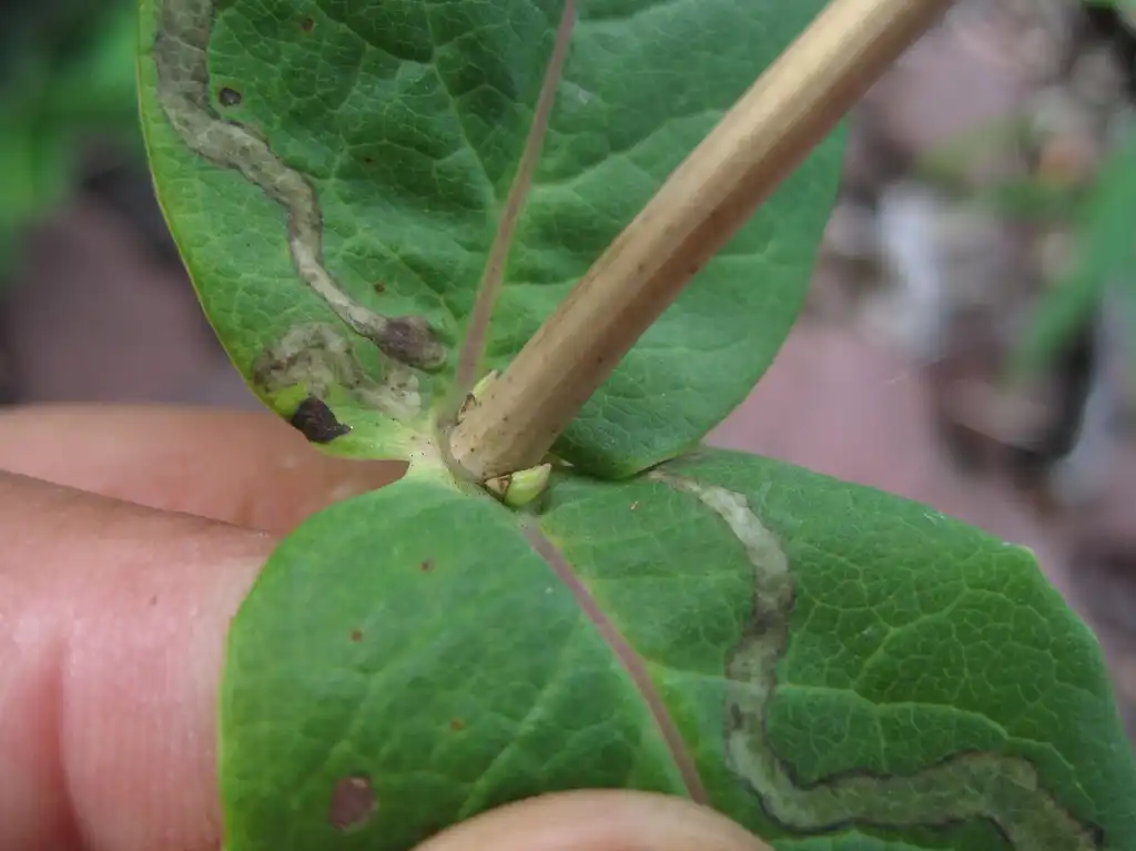 Photo of Lonicera dioica - Stem:Rob Routledge, Sault College, Bugwood.org