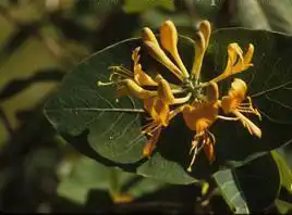 Foto de Lonicera flava (Lonicera flavas)
