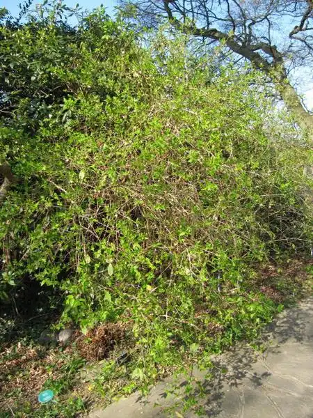 Фото Lonicera fragrantissima (Lonicera fragrantissimas)