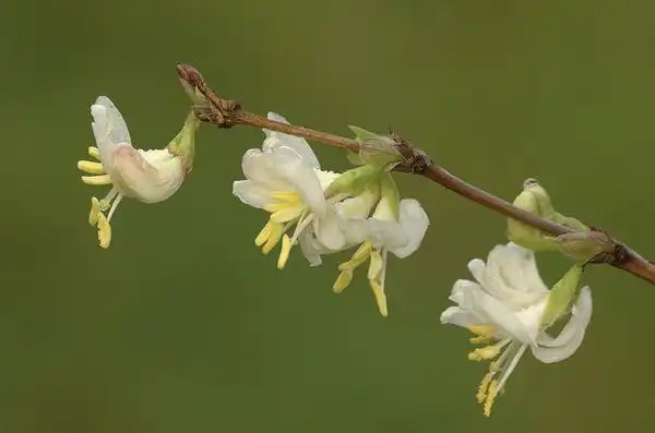 Фото Lonicera fragrantissima (Lonicera fragrantissimas)