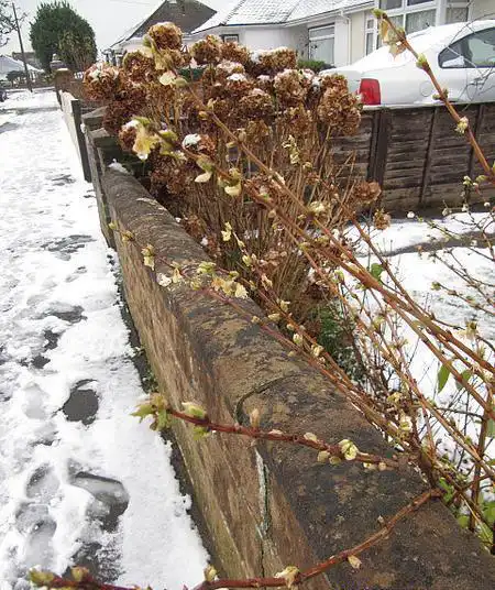 Фото Lonicera fragrantissima - Lonicera fragrantissima winter habit:Photo by Leonora Enking