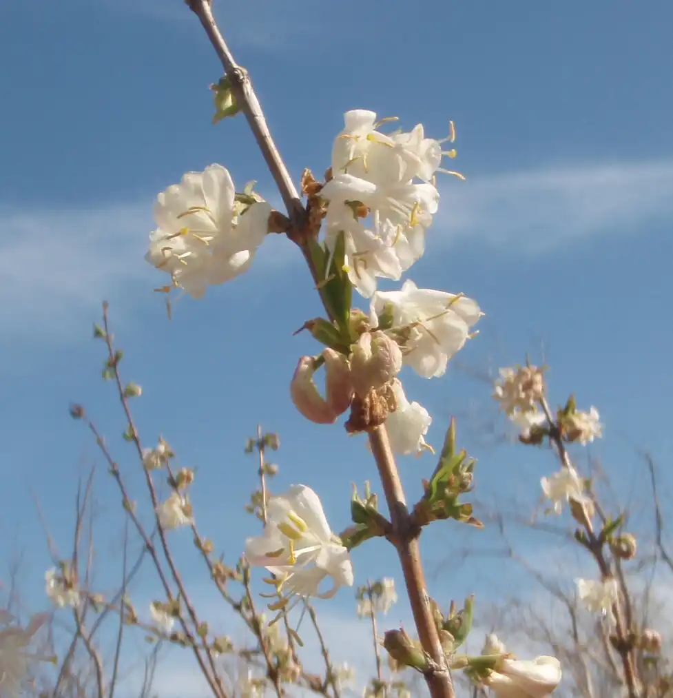 Фото Lonicera fragrantissima - Flower:Jim Robbins