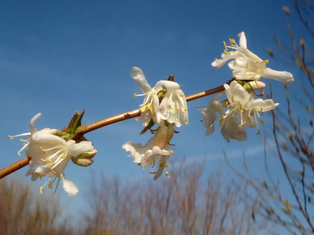 Фото Lonicera fragrantissima - Flower Bottom view:Jim Robbins