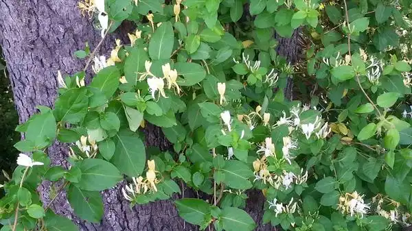 Фото Lonicera japonica (Lonicera japonicas)