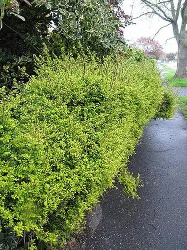 Photo of Lonicera ligustrina var. yunnanensis (Lonicera ligustrina var. yunnanensiss)