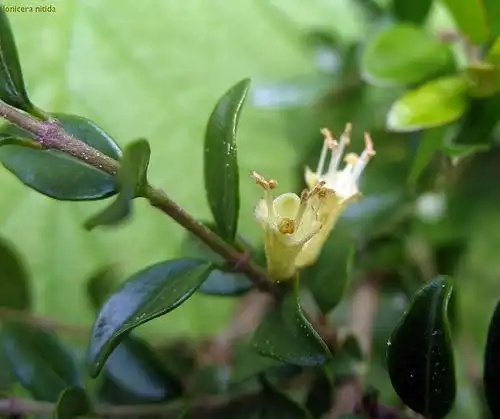 Photo of Lonicera ligustrina var. yunnanensis (Lonicera ligustrina var. yunnanensiss)