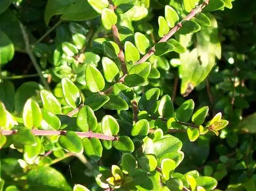 Photo of Lonicera ligustrina var. yunnanensis - L. nitida foliage:Photo by Anemoneprojectors