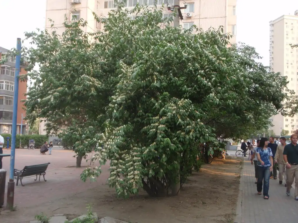 Foto de Lonicera maackii (Lonicera maackiis)