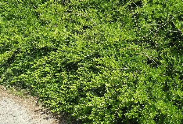 Фото Lonicera pileata (Lonicera pileatas)