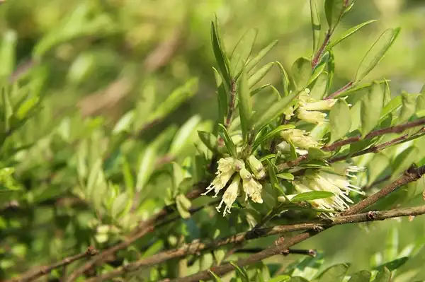 Фото Lonicera pileata (Lonicera pileatas)