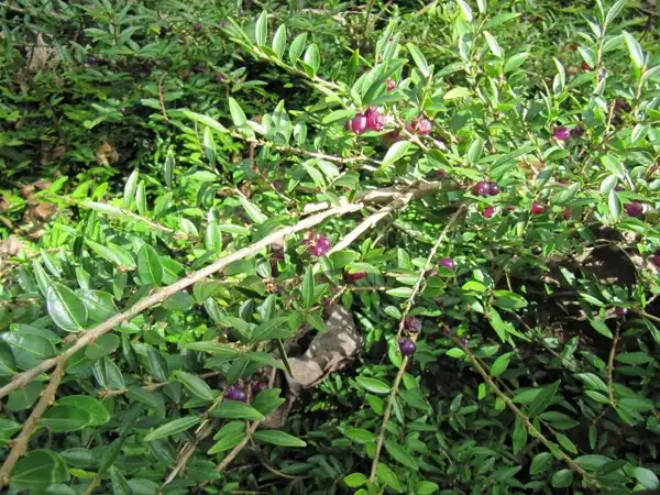 Фото Lonicera pileata - Lonicera pileata:Lenora Enking