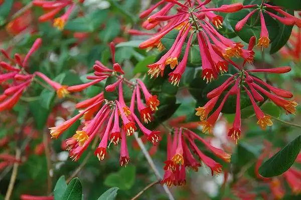 Фото Lonicera sempervirens (Lonicera sempervirenss)