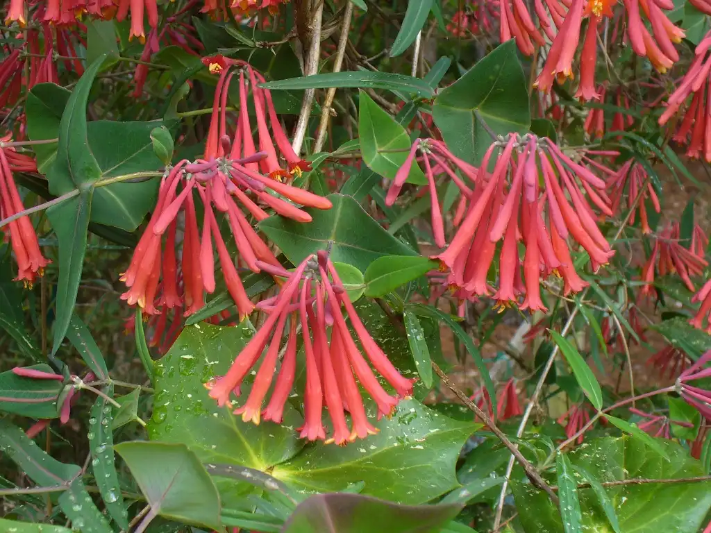 Фото Lonicera sempervirens (Lonicera sempervirenss)
