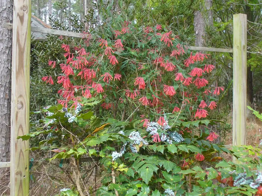Фото Lonicera sempervirens - flowers in early summer in Moore County:Susan Strine