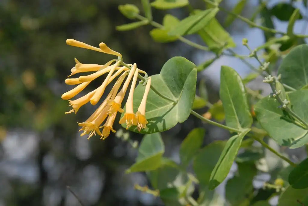 Фото Lonicera sempervirens - Flower and Leaves:Jim Robbins