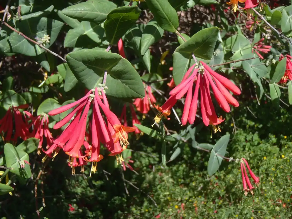 Фото Lonicera sempervirens - Red blooms and Leaves:Jim Robbins