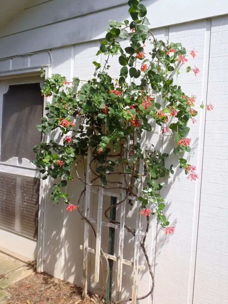 Фото Lonicera sempervirens - Vine (Ashville, NC):Jim Robbins