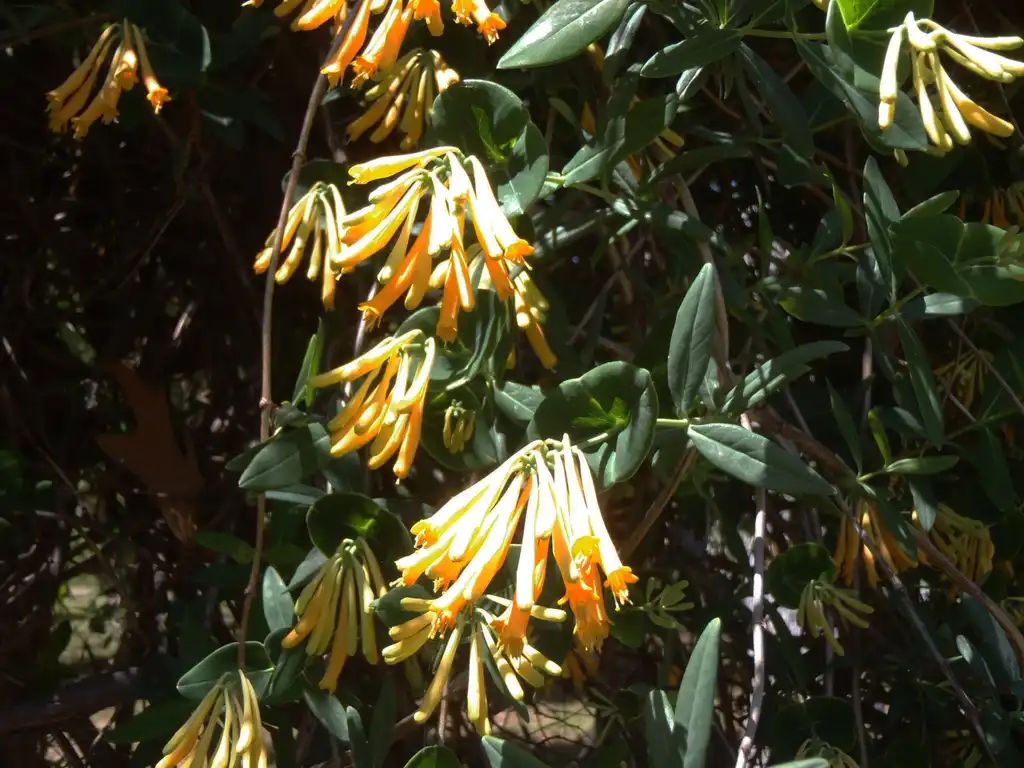 Фото Lonicera sempervirens - 'Sulfurea' Flower and Leaves:Jim Robbins