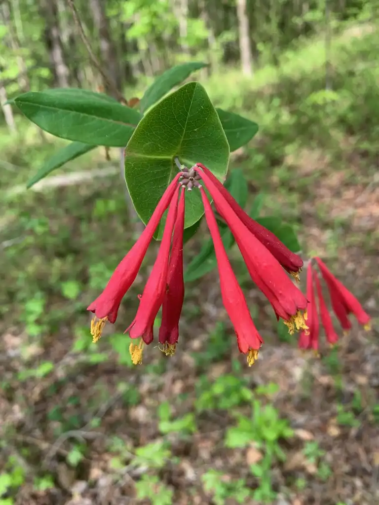 Фото Lonicera sempervirens - Flowers (Union County,NC)-Spring:Kristyna Culp