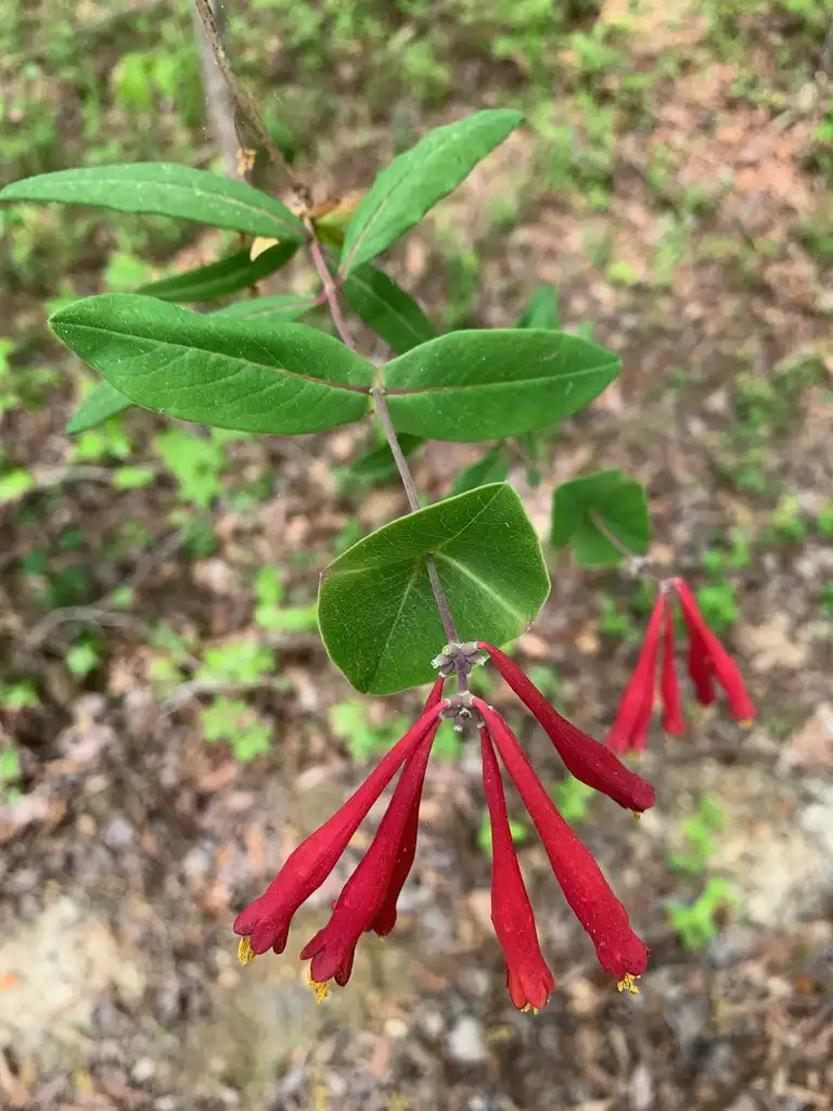Фото Lonicera sempervirens - opposite leaves, Union County, NC:Kristyna Culp