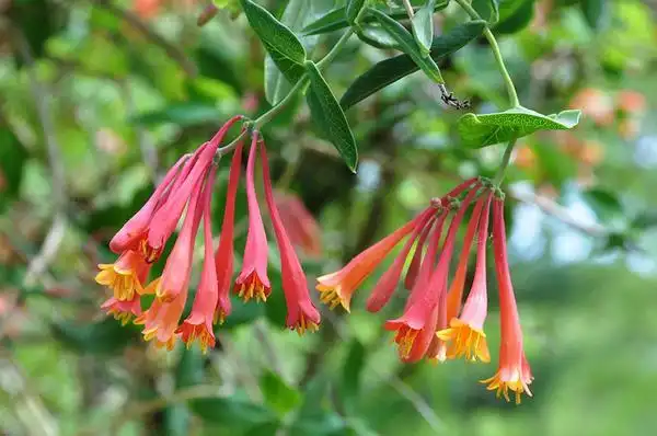 Фото Lonicera sempervirens - Lonicera sempervirens:Dave Govoni