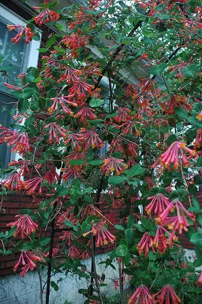 Фото Lonicera sempervirens - Lonicera sempervirens:Chris Kreussling