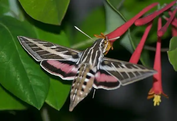 Фото Lonicera sempervirens - Lonicera sempervirens & White-lined sphinx:Ronnie Pitman
