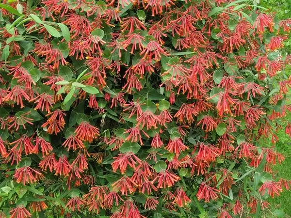 Фото Lonicera sempervirens - groundcover:Bob Gutowski