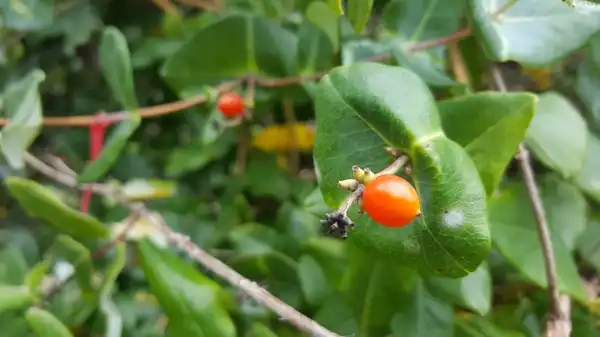 Фото Lonicera sempervirens - Lonicera sempervirens fruit:Lucy Bradley