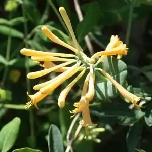 Фото Lonicera sempervirens - Lonicera sempervirens 'John Clayton' blooms:Debbie Roos