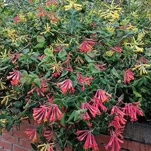 Фото Lonicera sempervirens - Lonicera sempervirens Cedar Lane, John Clayton and Major Wheeler mixed:Debbie Roos