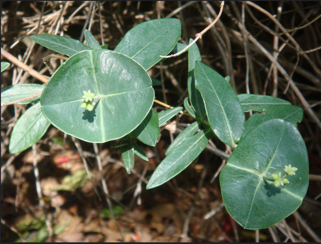 Фото Lonicera sempervirens - Leaves:CameliaTWU