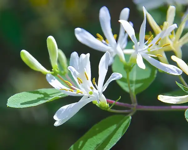Foto de Lonicera tatarica (Lonicera tataricas)