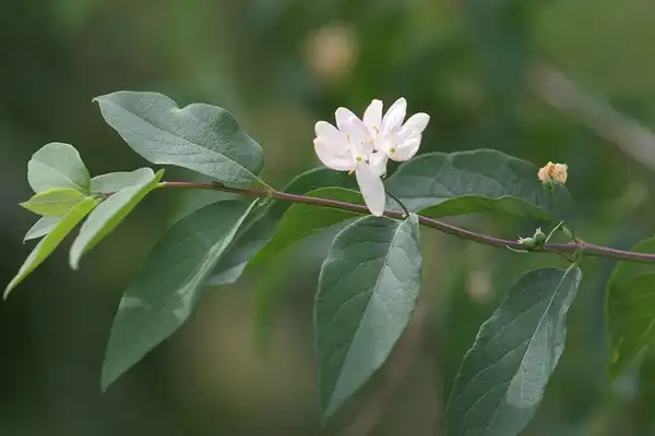 Foto de Lonicera tatarica (Lonicera tataricas)