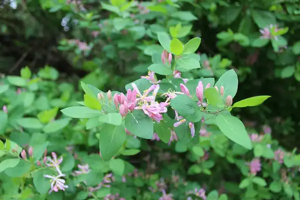 Foto de Lonicera tatarica - Lonicera tatarica:NY State IPM Program at Cornell