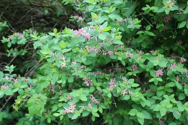 Foto de Lonicera tatarica - Lonicera tatarica:NY State IPM Program at Cornell