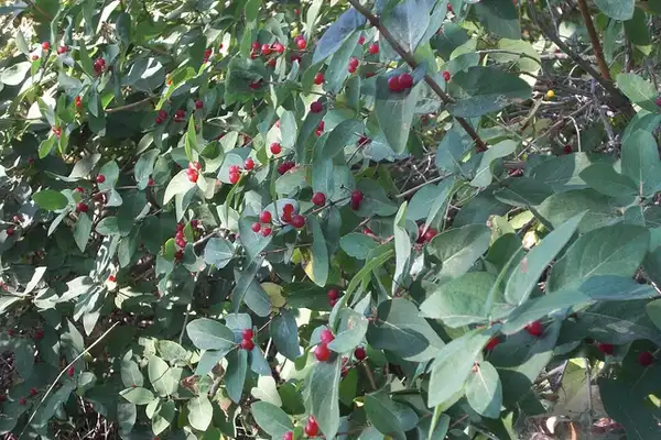 Foto de Lonicera tatarica - Lonicera tatarica:Andrey Zharkikh