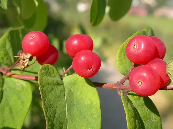 Foto de Lonicera tatarica - Lonicera tatarica:Matt Lavine