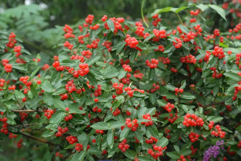 Foto de Lonicera tatarica - 'Fan Guo' Fruit and Leaves:Jim Robbins